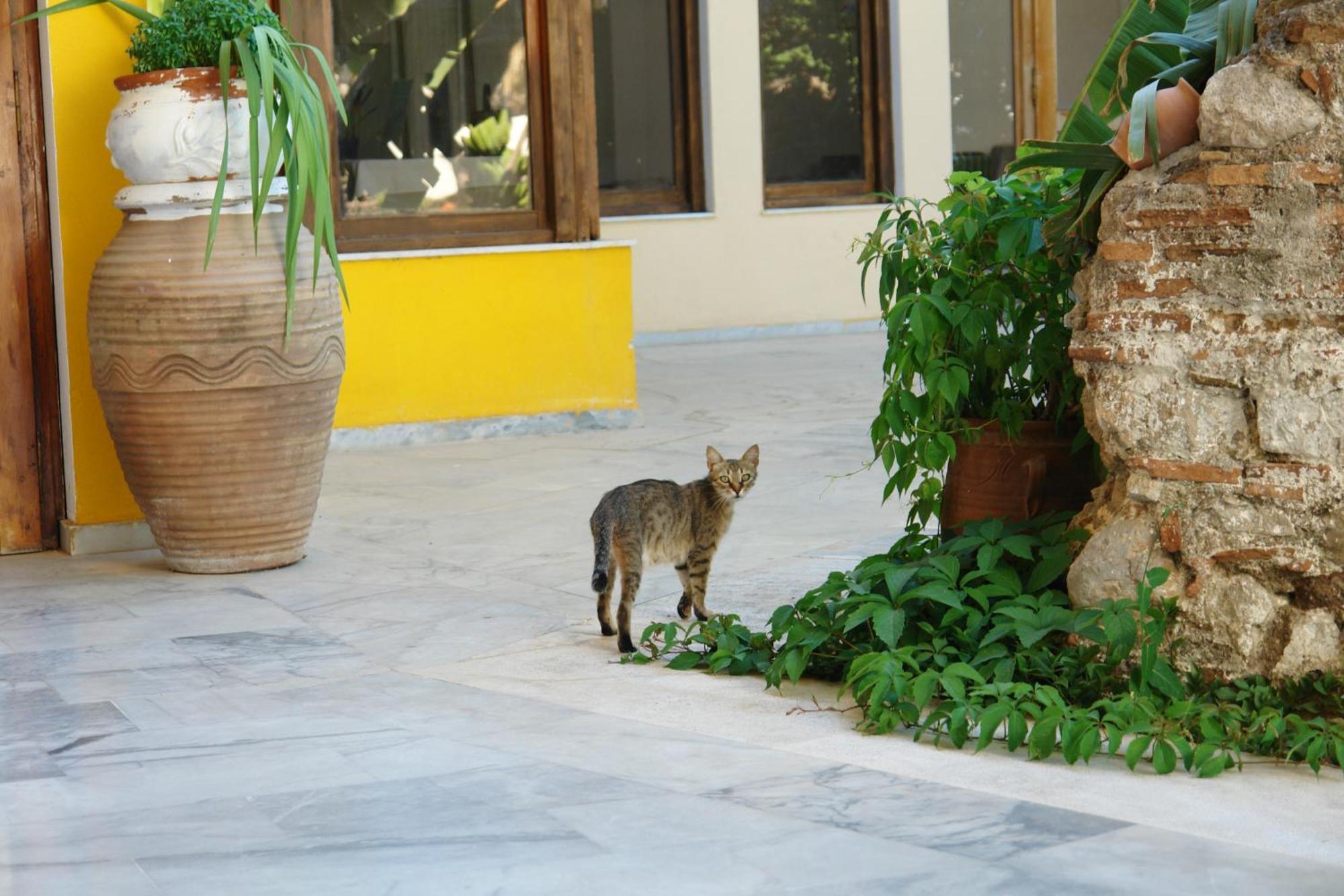 Verdelis Inn Epidaurus Extérieur photo